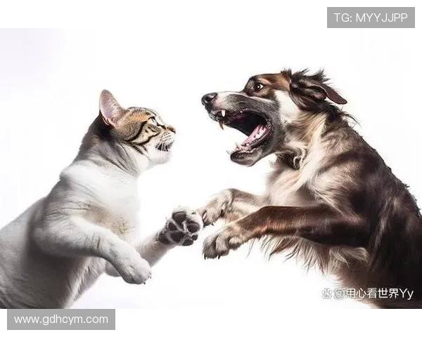 町田与岐阜FC激战在即谁能在这场较量中笑到最后